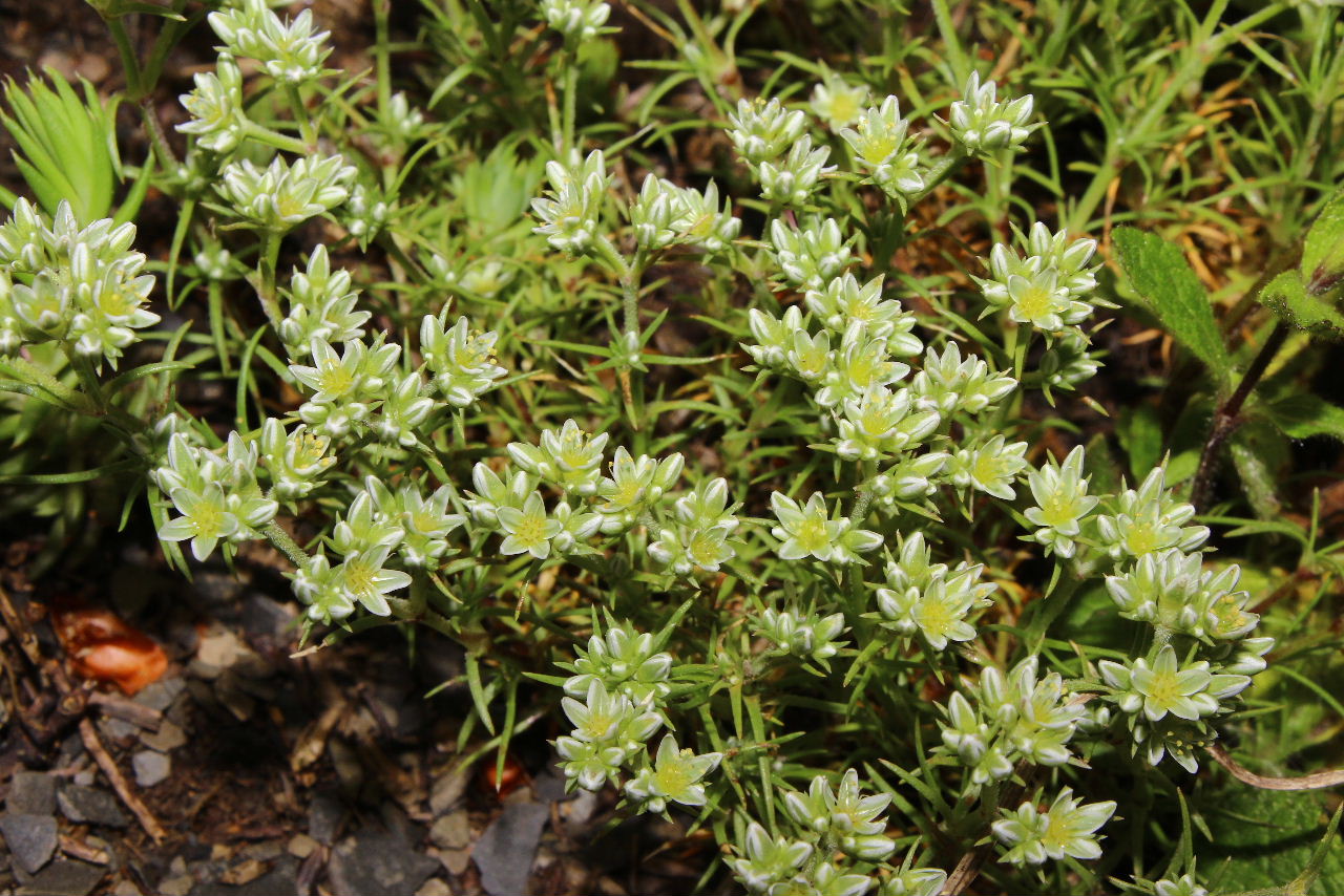 Scleranthus perennis / Centograni perenne